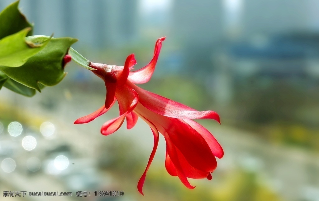 蟹爪兰 春天 兰花 阳光 花卉 微距 鲜艳 生物世界 花草