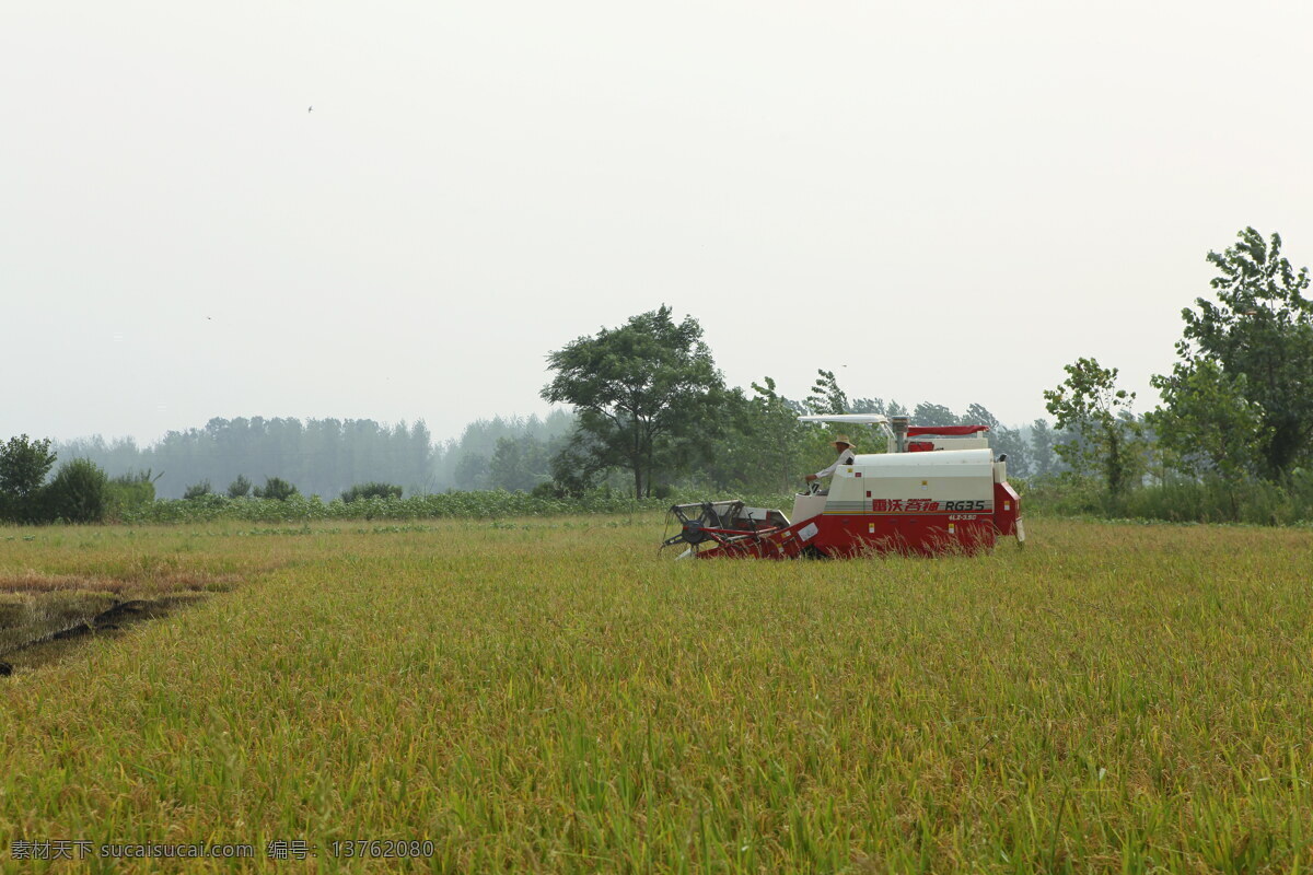 雷沃 收割机 水稻收割机 水稻 水田 丰收 田地 稻田 稻子 现代科技 农业生产