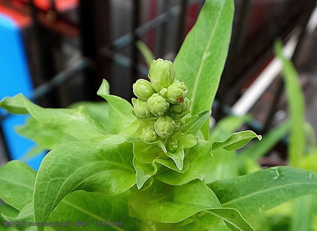 油麦菜 绿色花苞簇 绿色箭叶 蔬菜 植物 dpi72 花集 花草 生物世界