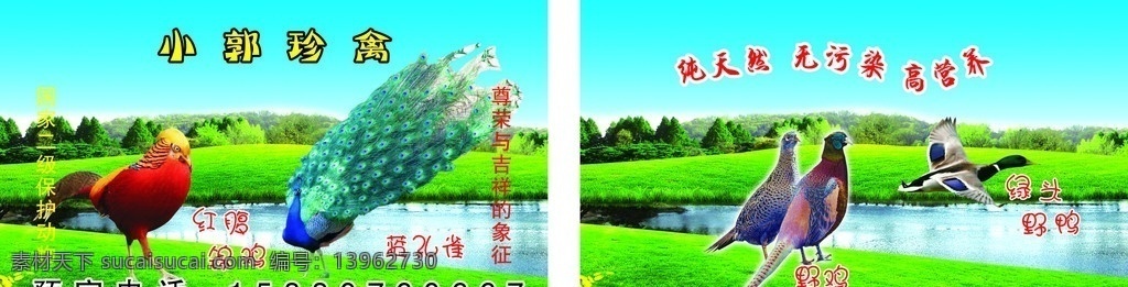 野生名片 野鸡名片 蓝孔雀 红腹锦鸡 绿头野鸭 名片卡片 矢量