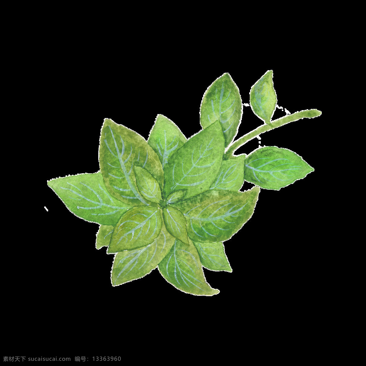 绿色 叶子 卡通 蔬菜 厨房 透明 手绘 透明素材 免扣素材 装饰图案