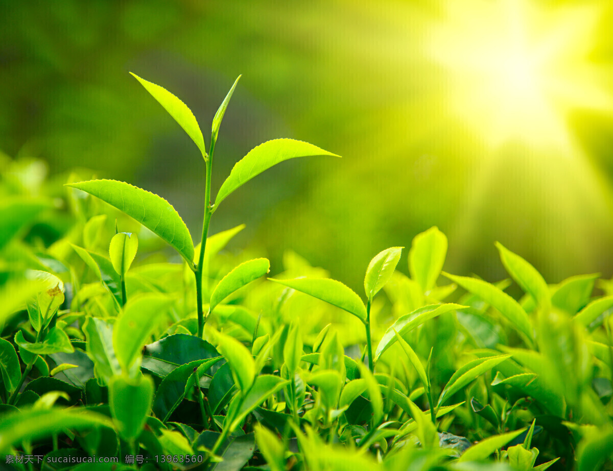 绿叶 叶子 阳光 叶芽 茶树苗 生物世界 树木树叶