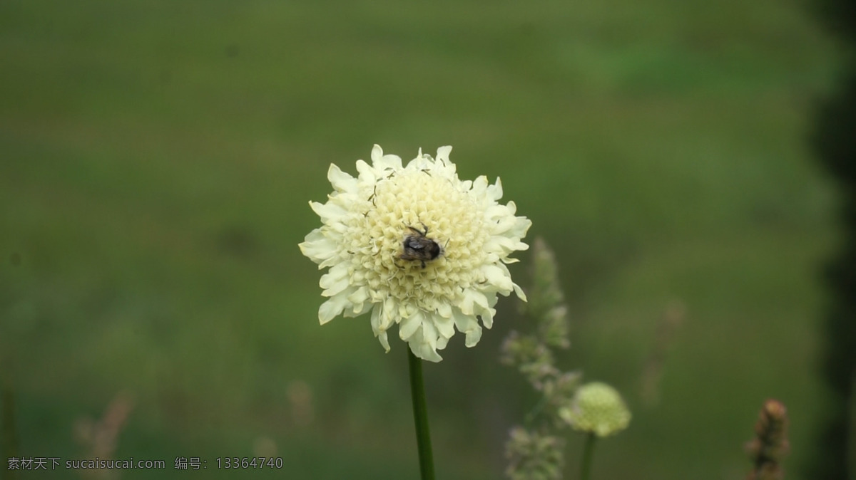 自然 草地 小 虫 花 上 吸 蜜 高清 清新 野生 活力
