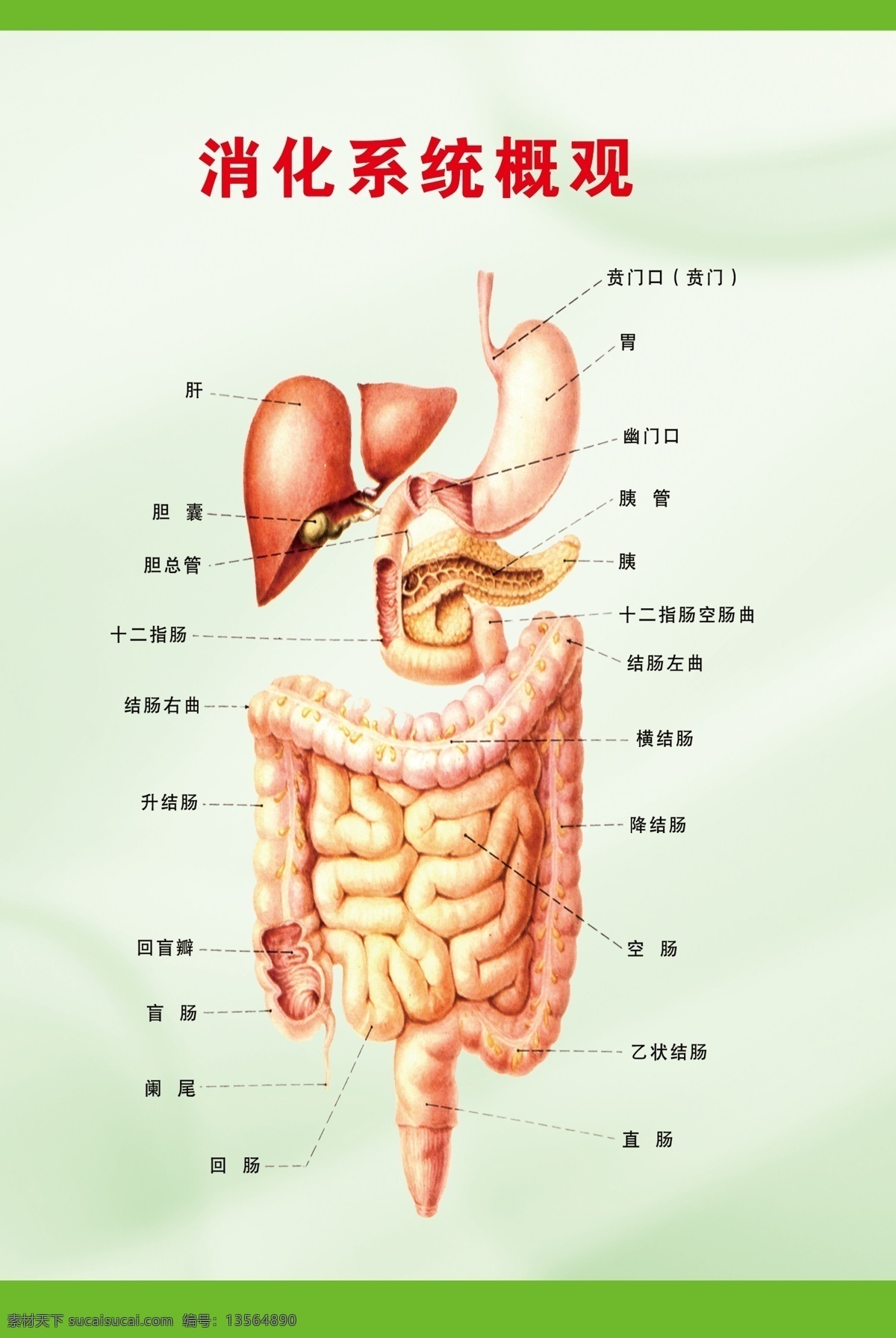 肠 广告设计模板 胃 源文件 展板模板 胃肠 展板 模板下载 胃肠展板 解剖 消化 概观 其他展板设计