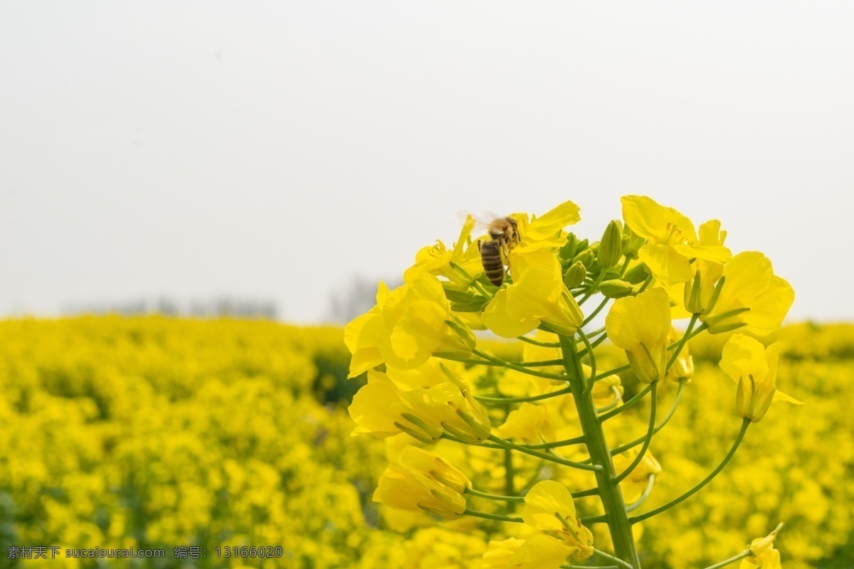 油菜花 花海 蜜蜂 采蜜 兴化 一片金黄 徜徉花海 自然景观 田园风光