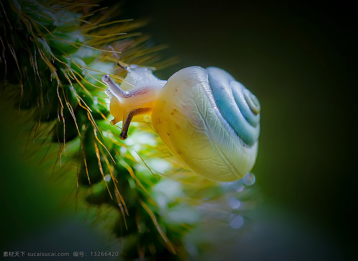 蜗牛 抽象蜗牛 蜗牛背景 爬行蜗牛 法国蜗牛 实用图片素材 生物世界 昆虫