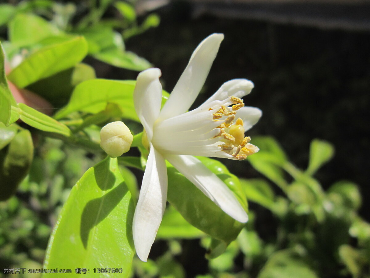 柠檬花 柠檬 柠檬树 开花 春天 盛开 白色花朵 白花 花瓣 花蕊 绿叶 叶子 植物花朵 花朵 花卉 草本 植物 生物世界 花草