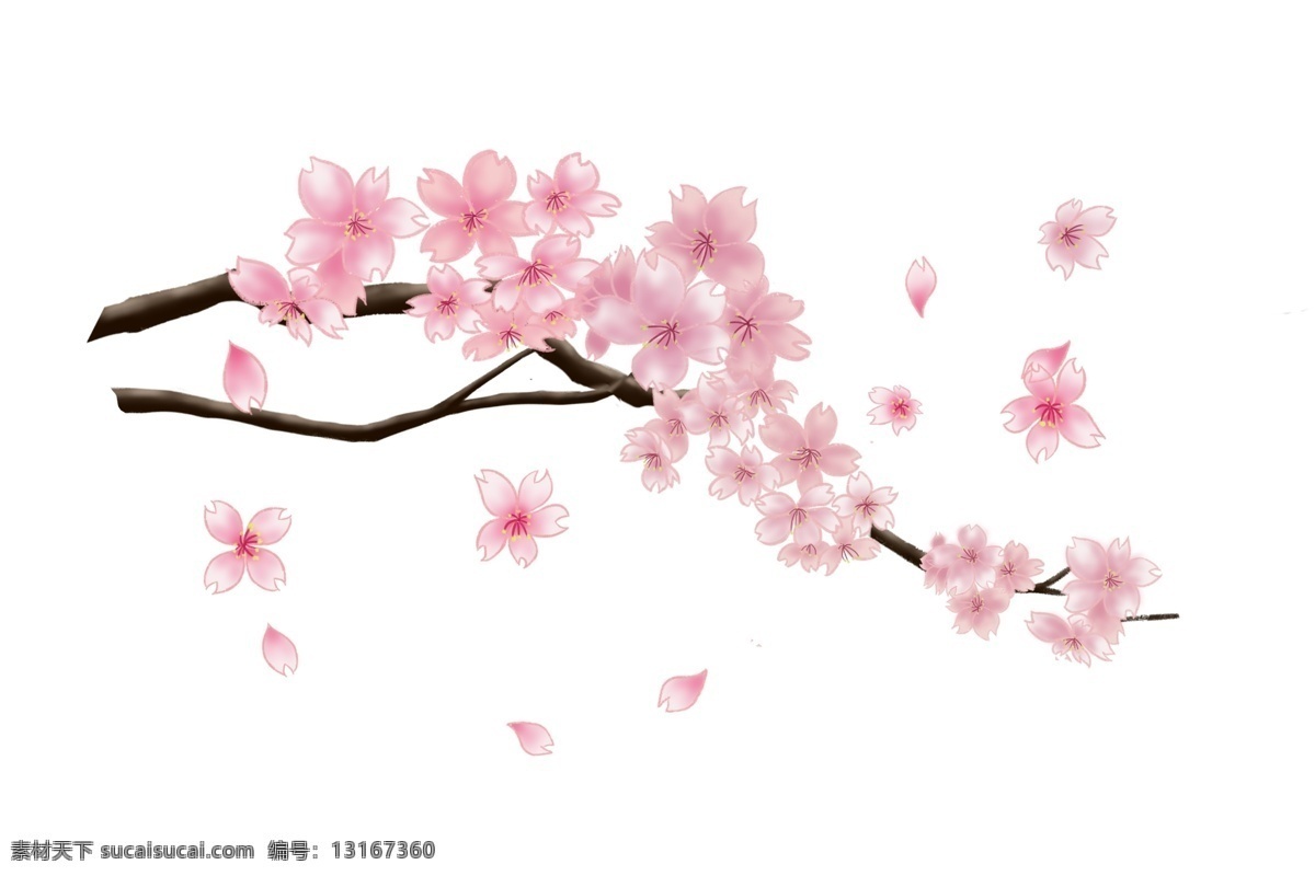 粉色 植物 樱花 盛开 插画 花瓣 飘落 樱花树 粉红植物 粉色樱花花枝 春季樱花盛开 粉色植物樱花