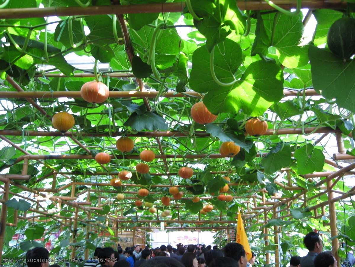 蔬菜 博览会 瓜 黄色 南瓜 生物世界 蔬菜博览会 藤本植物 菜 寿光 风景 生活 旅游餐饮