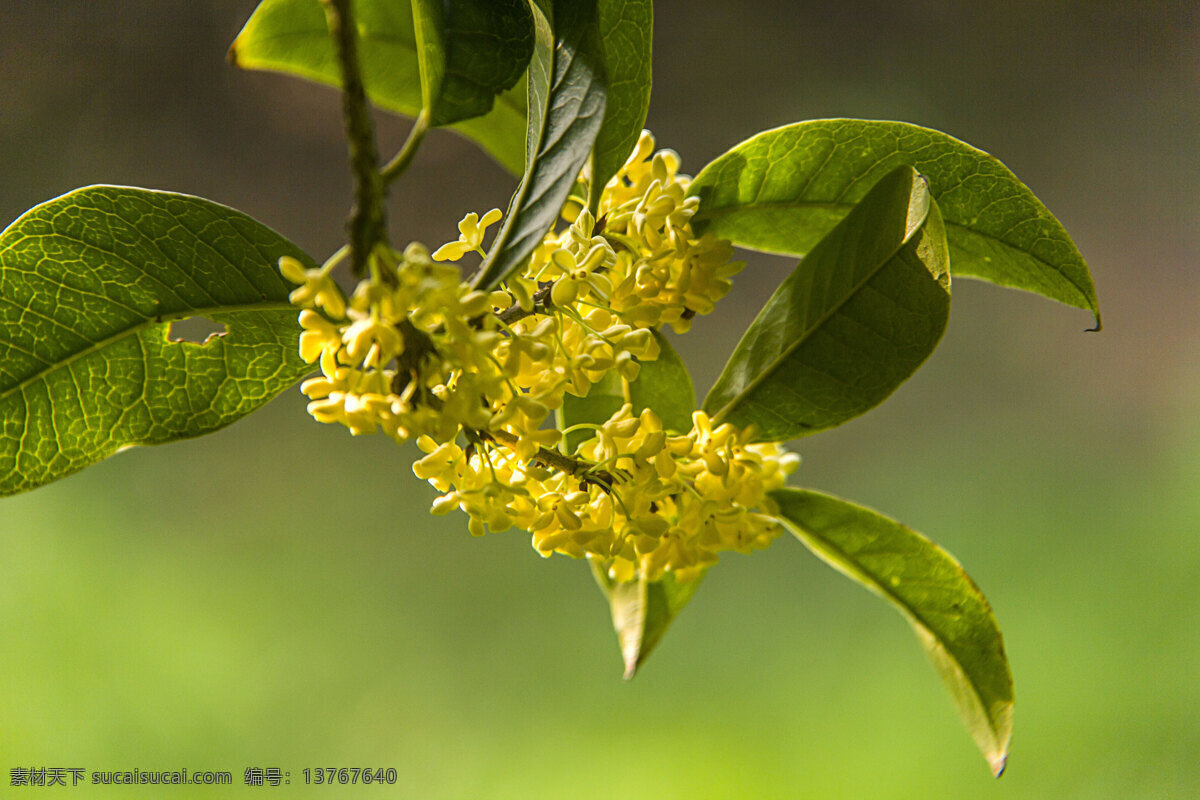 桂花 金桂 银桂 桂花树 桂花枝 桂花园 桂花特写 生物世界 花草