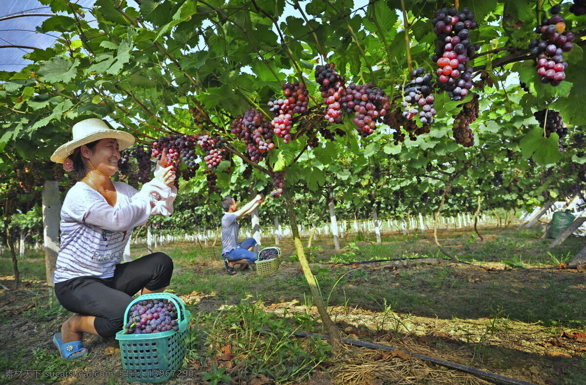 葡萄种植基地 收获 葡萄 种植 葡萄酒 幸福 现代科技 农业生产