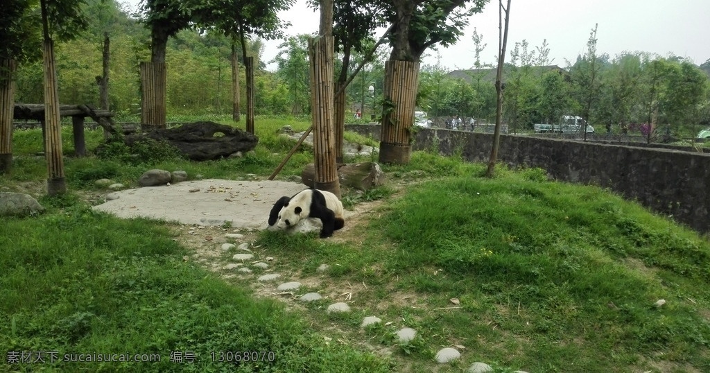 大熊猫 熊猫谷 熊猫乐园 盼盼 熊猫 生物世界 野生动物