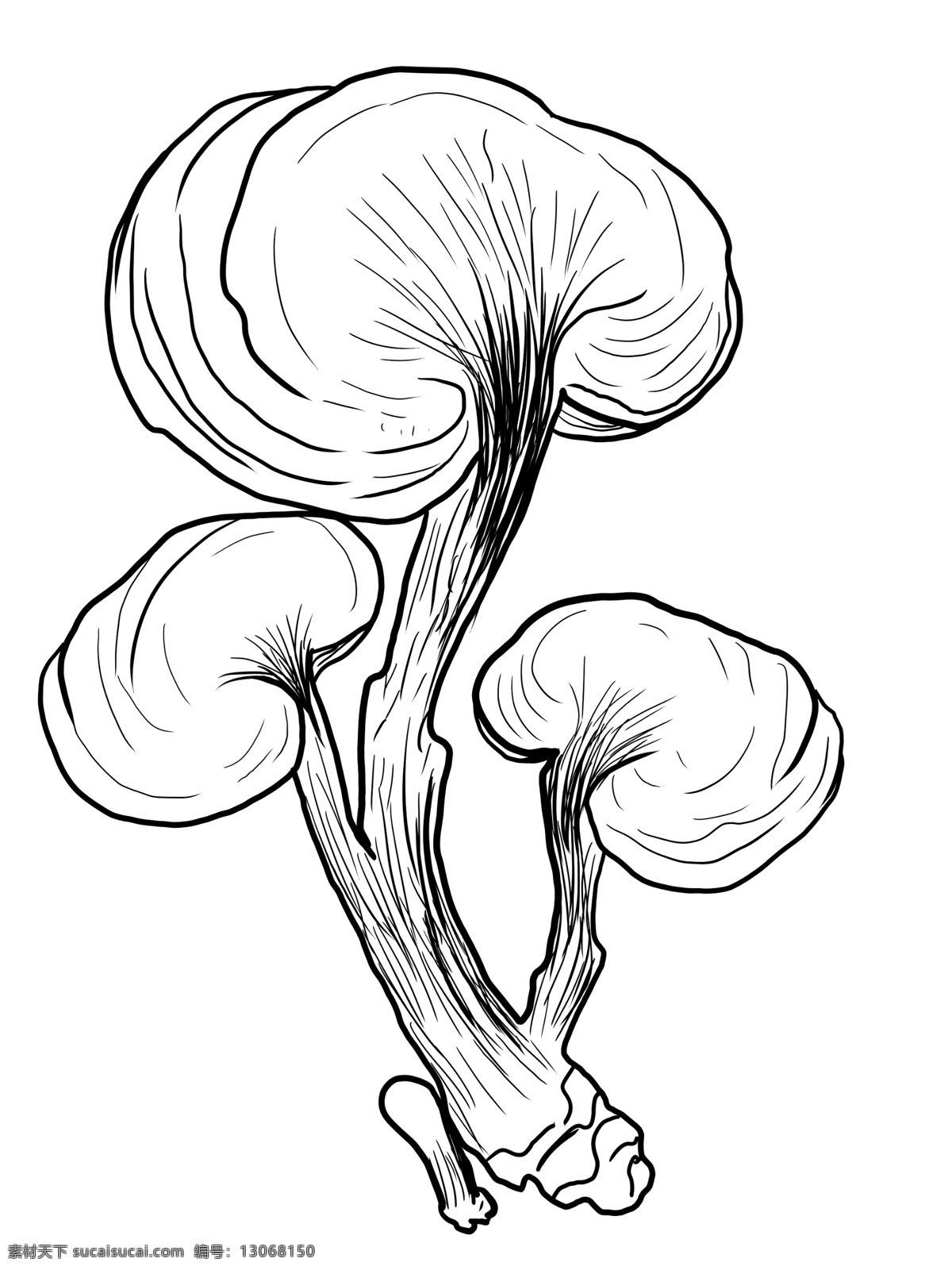 灵芝图片 灵芝 手绘灵芝 线描灵芝 灵芝插画 野生灵芝 赤芝 紫芝