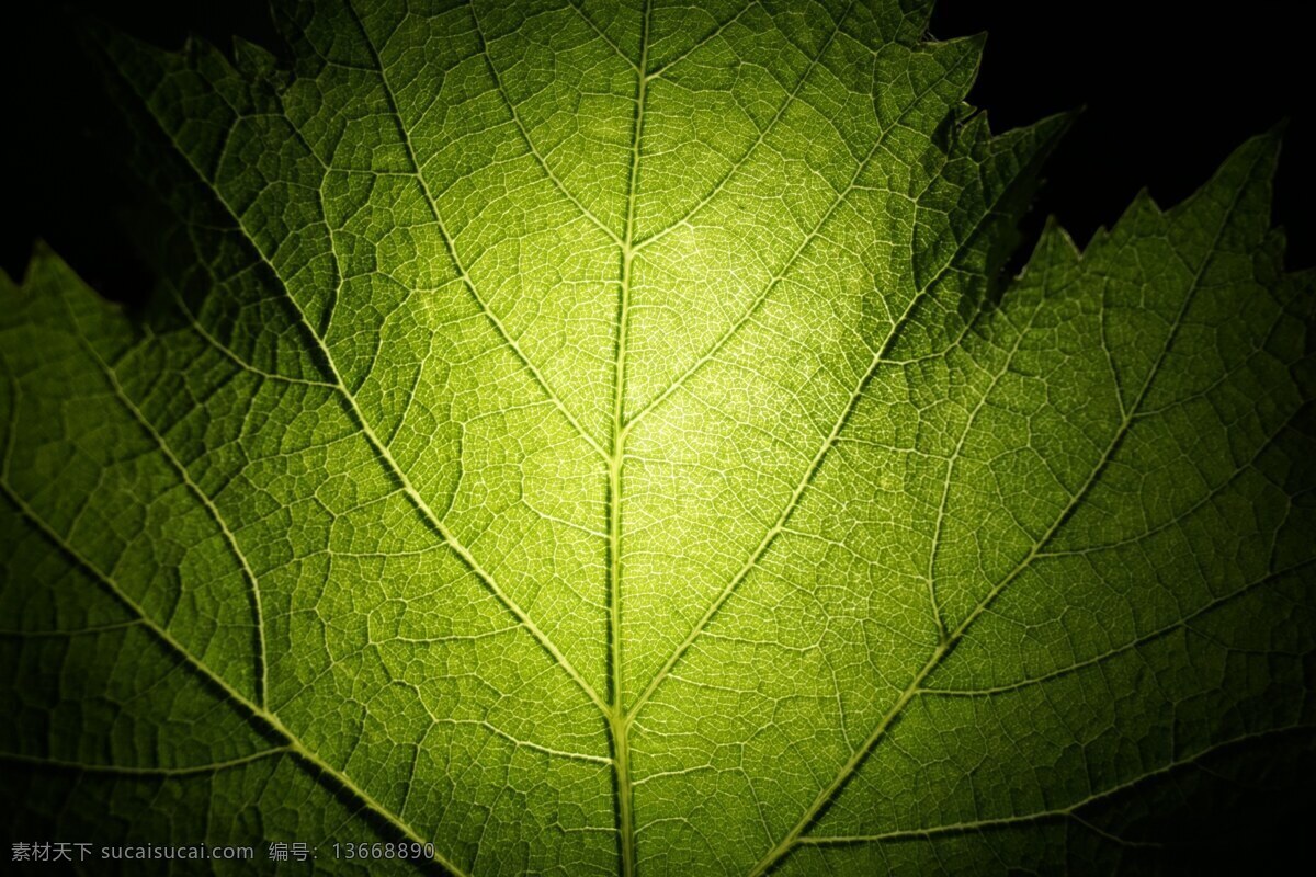 叶脉 叶子 绿色 植物 微距 生物世界 葡萄叶 树木树叶