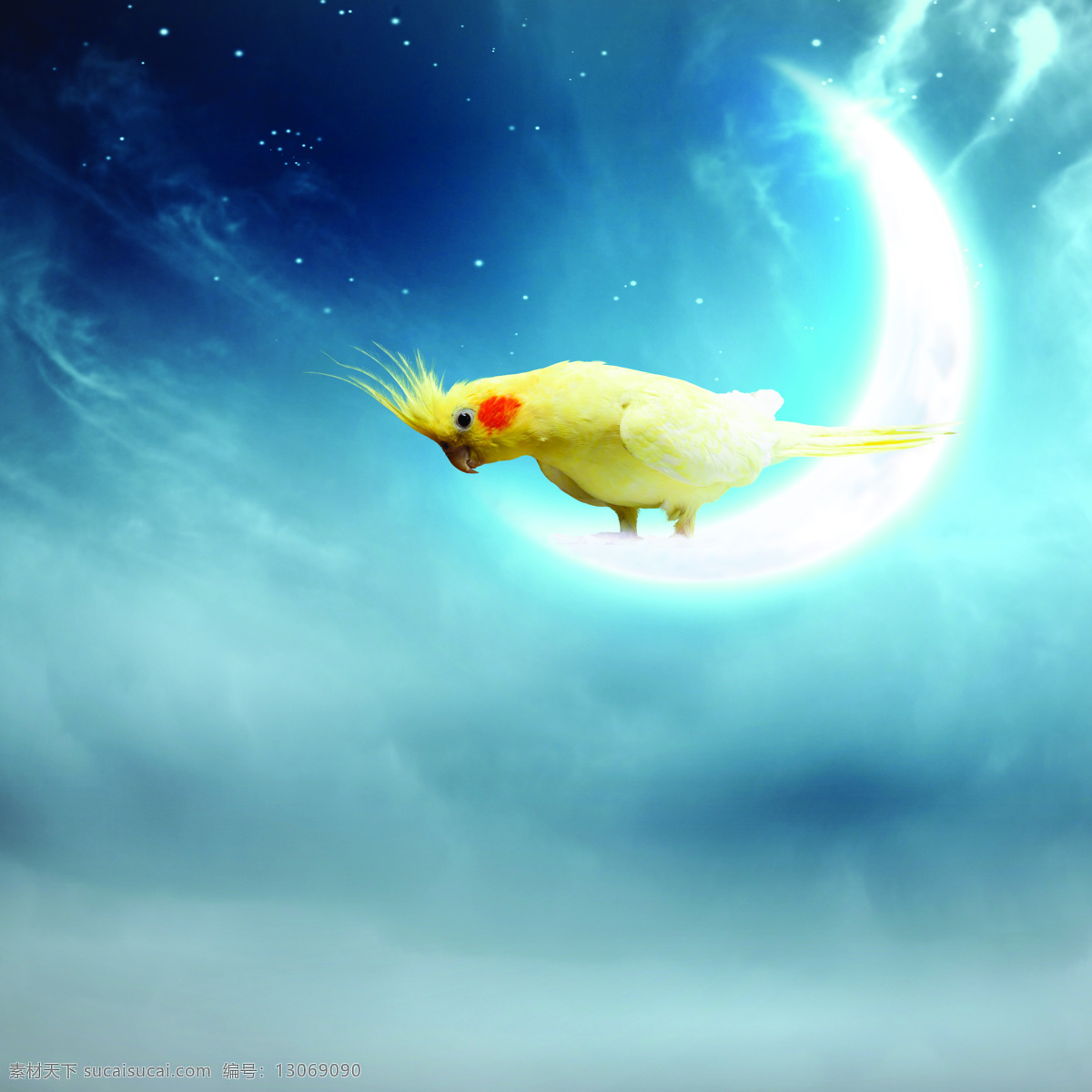 月亮 上 鹦鹉 动物 共色 星昨星 其他生物 生物世界