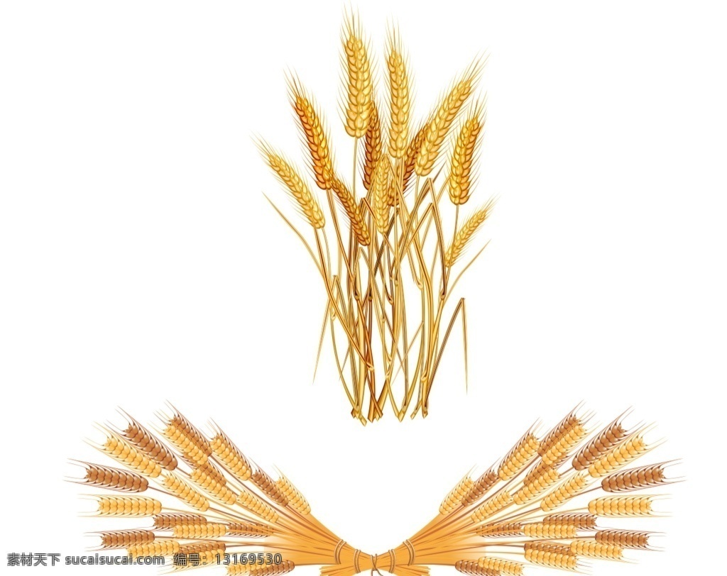 麦穗矢量素材 麦粒 卡通麦穗 麦穗素材 金麦穗