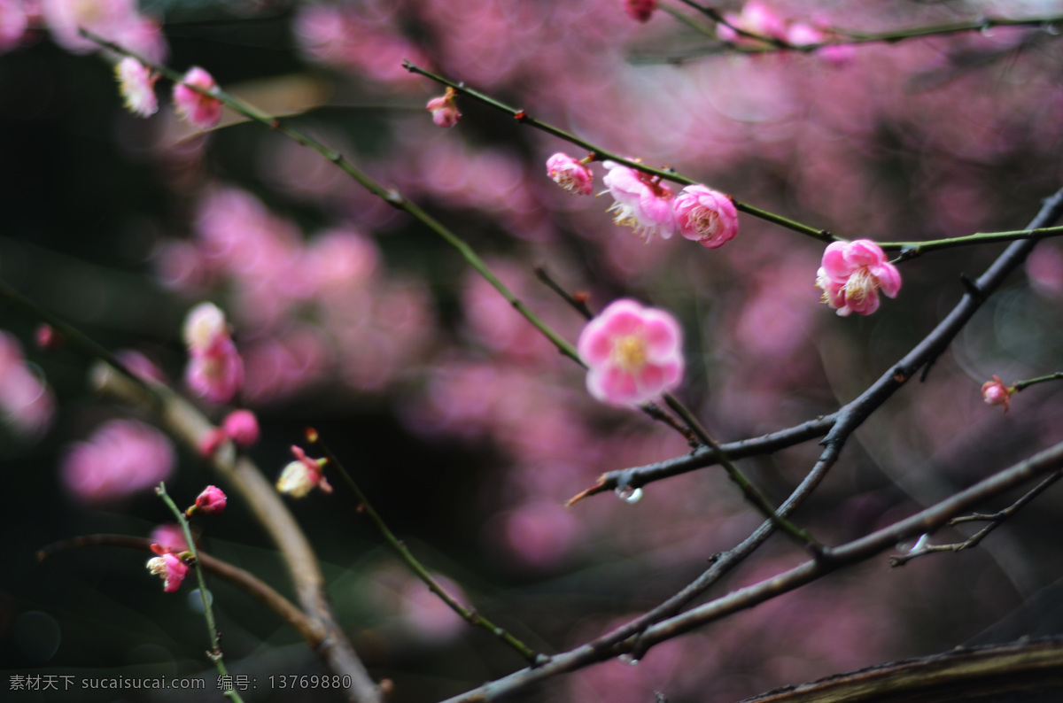 梅花 红梅 红色梅花 粉红 红梅图 红梅照片 梅 花开 花枝 春梅 红色花卉 红花 鲜艳盛开 花素材 自然景观 自然 风景 花卉特写 高清花卉摄影 红色花 长廊 黑背景 高反差 近景摄影 微距镜头摄影 高清摄影 生物世界 花草