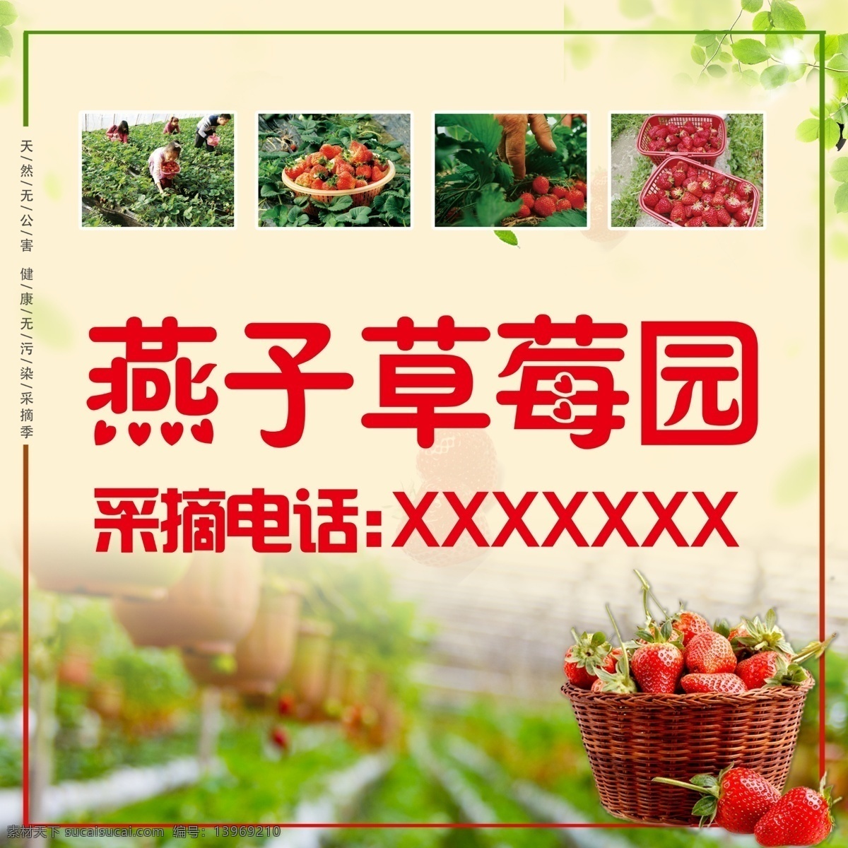 草莓采摘园 草莓 绿色 采摘 春天 多图