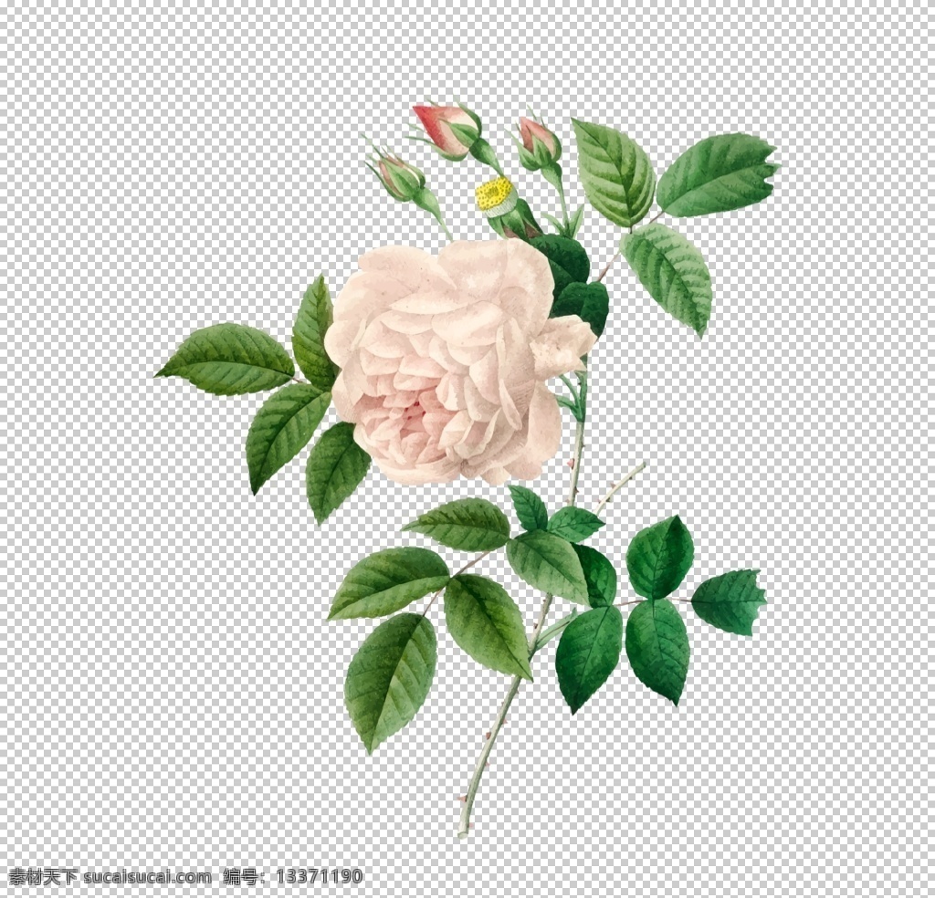 花卉插图图片 彩绘 手绘 花苞 花蕾 插画 彩绘花朵 水彩画 素描花朵 素描画 素描花草 花纹 花边 生物世界 花卉花朵 树木叶子 植物叶子 花卉 花蕊 花卉底纹 花蕊底纹 花卉背景 花卉图案 花蕊图案 花朵 素描花卉 素描涂鸦 花卉涂鸦 花卉素描 古典花蕊 优雅花蕊 优雅花卉 复古花卉 花草