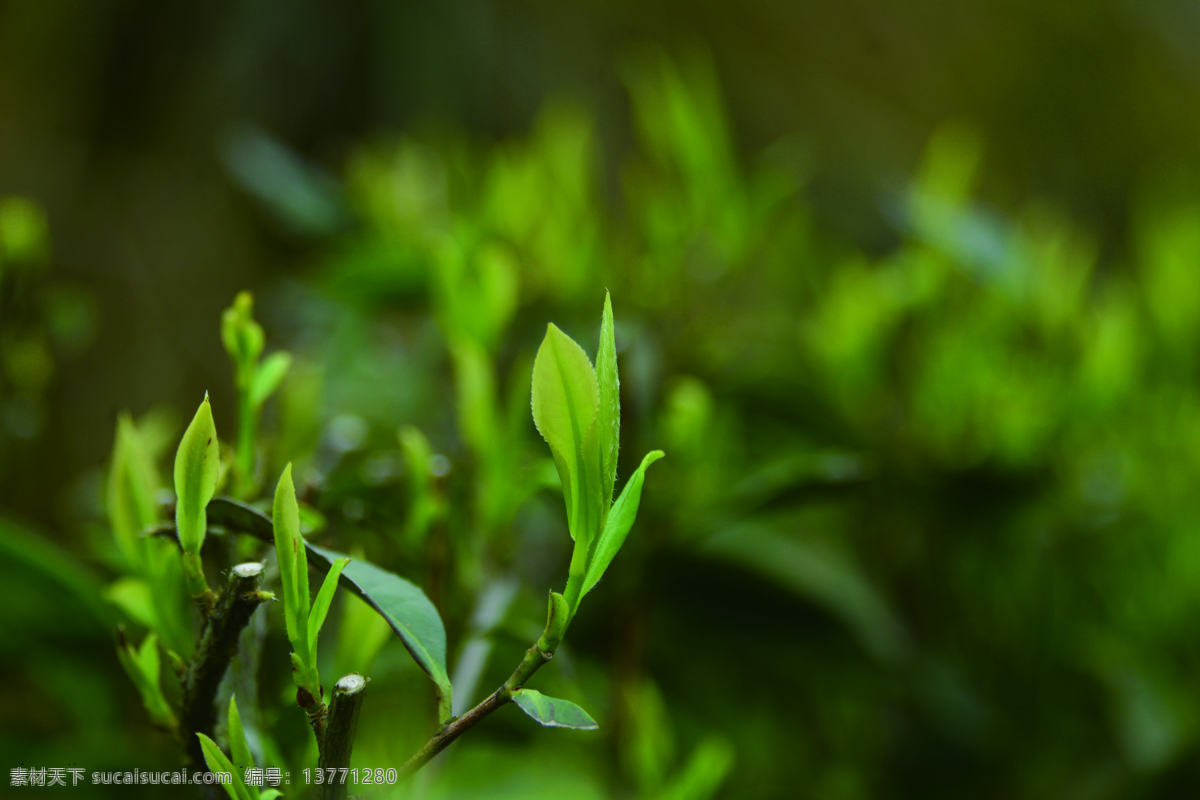 茶芽 春茶 嫩芽 春雨 芽头 绿茶 原生态 自然 自然景观 田园风光