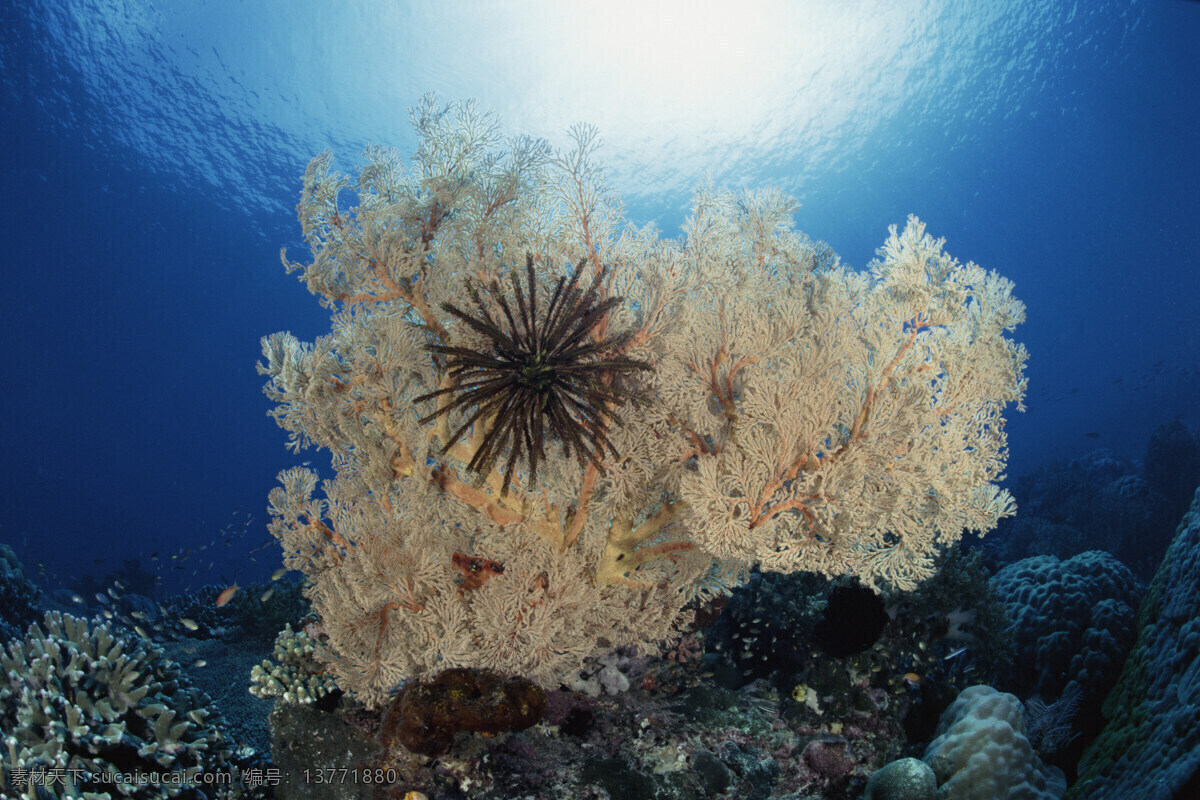 海洋生物 海底世界 海洋 海洋鱼类 礁石 生物世界 鱼 鱼类 洋生物 珊蝴礁石 珊蝴