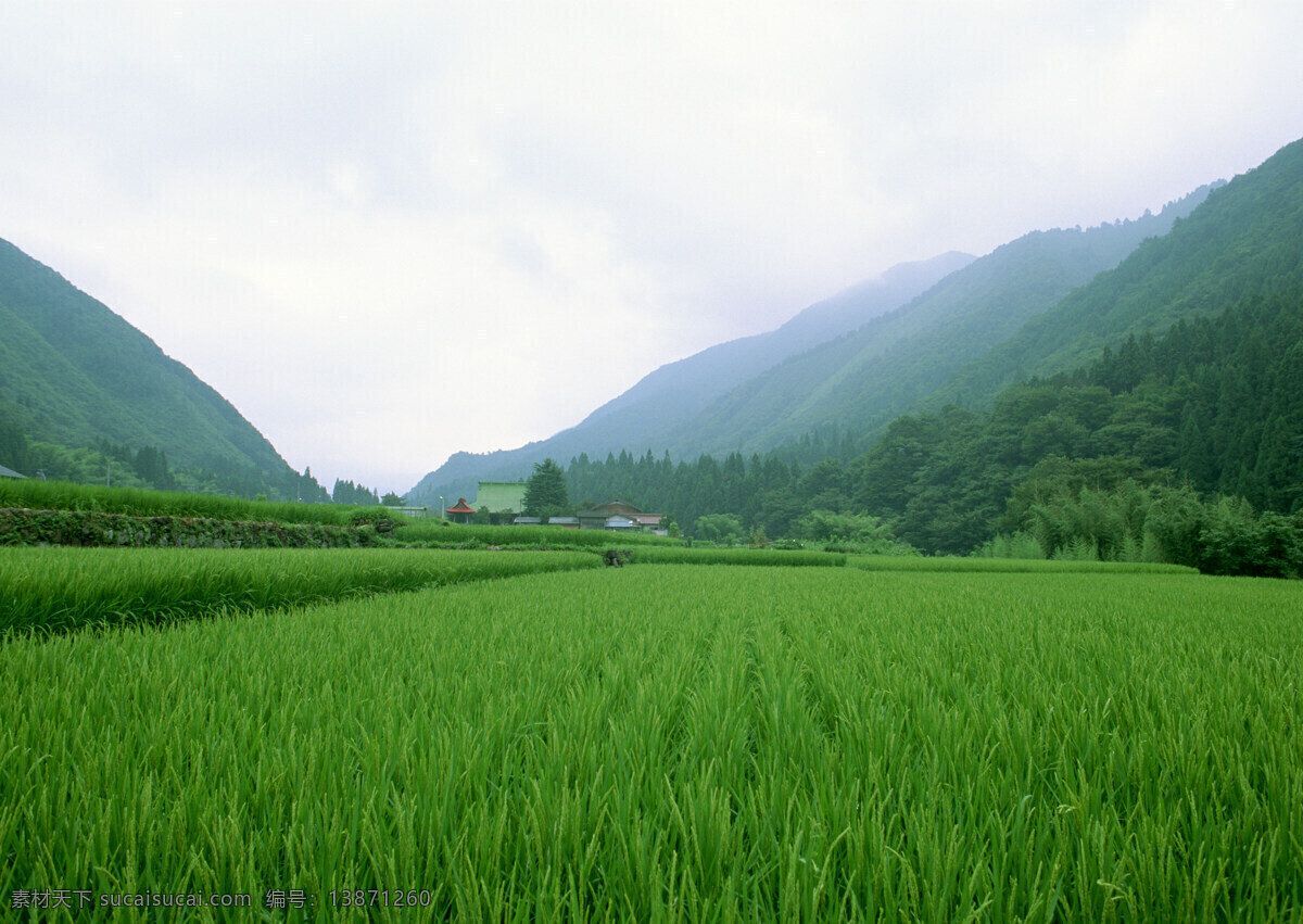 蓝天白云麦田