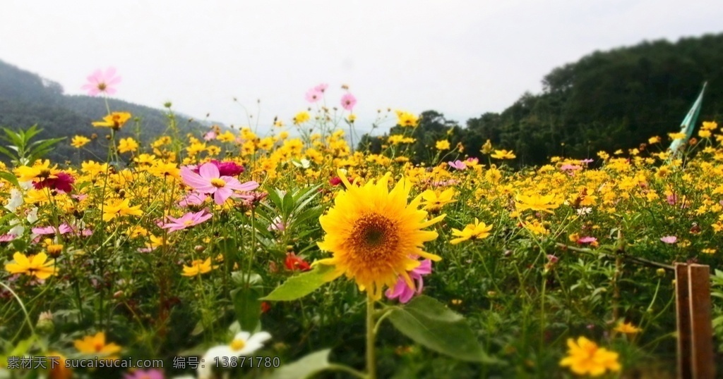 向日葵花海 花草 树木树叶 向日葵 波斯菊 夏季 生物世界