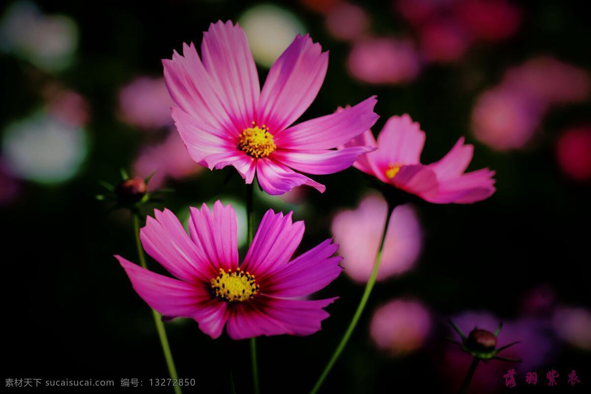 格桑花 粉色格桑花 粉白格桑花 色彩艳丽 鲜艳欲滴 百花竞艳 花草 生物世界