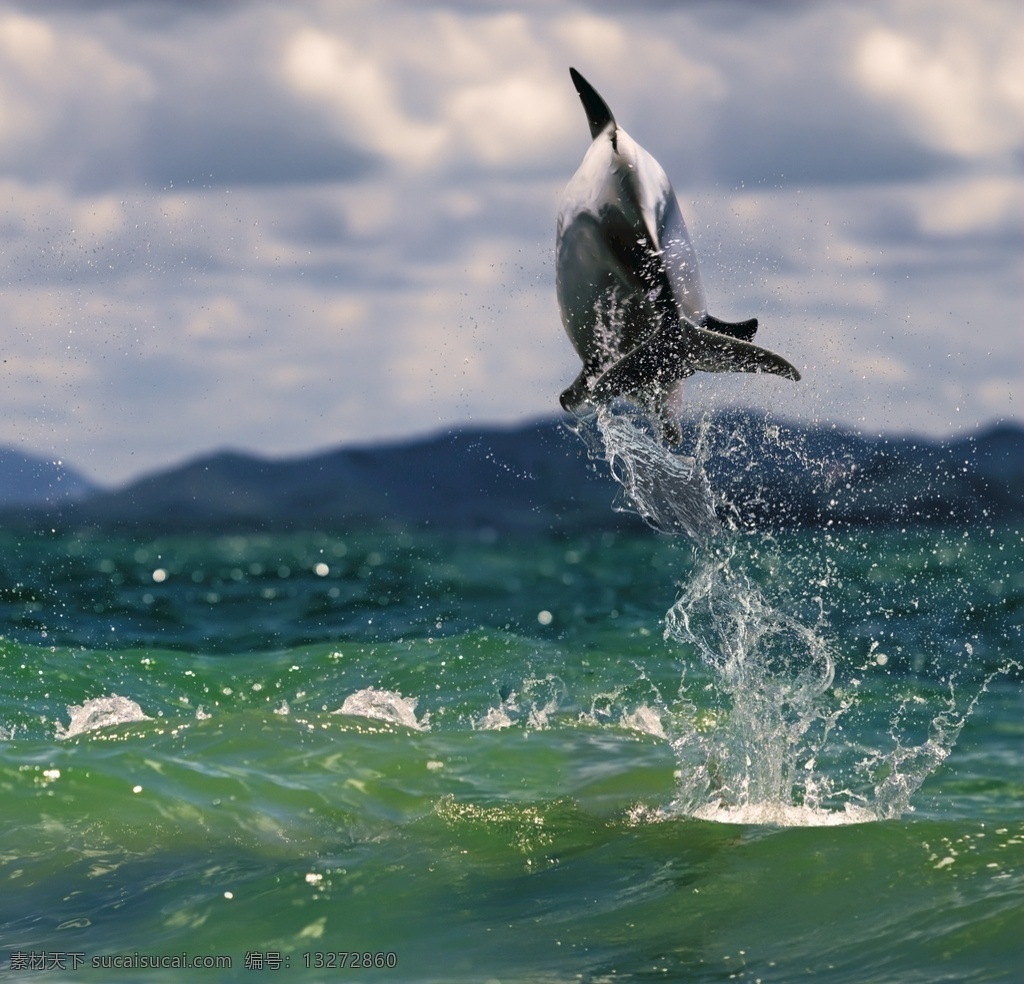 海洋生物 大海 小海豚 可爱海豚 海豚表演 海洋世界 生物世界