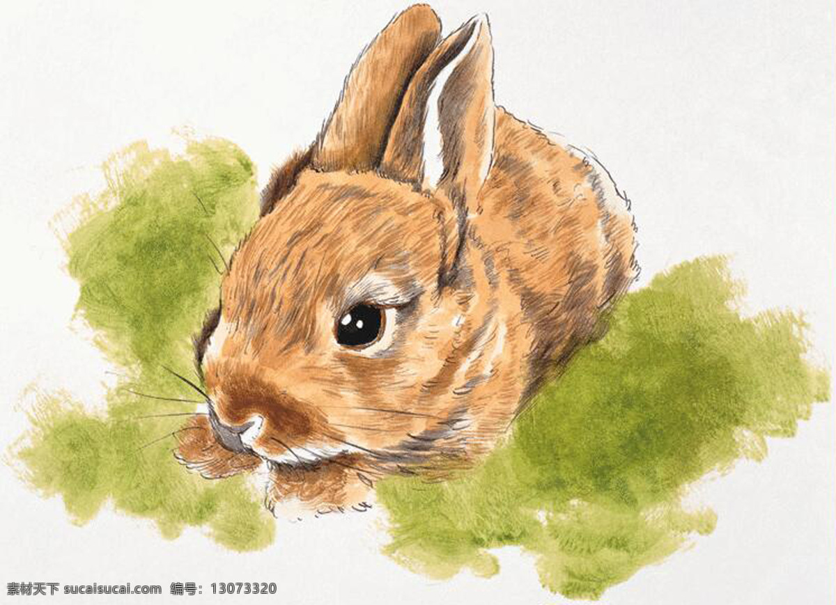 松鼠 家禽家畜 动物插图26 设计素材 动物插图 书画美术 白色