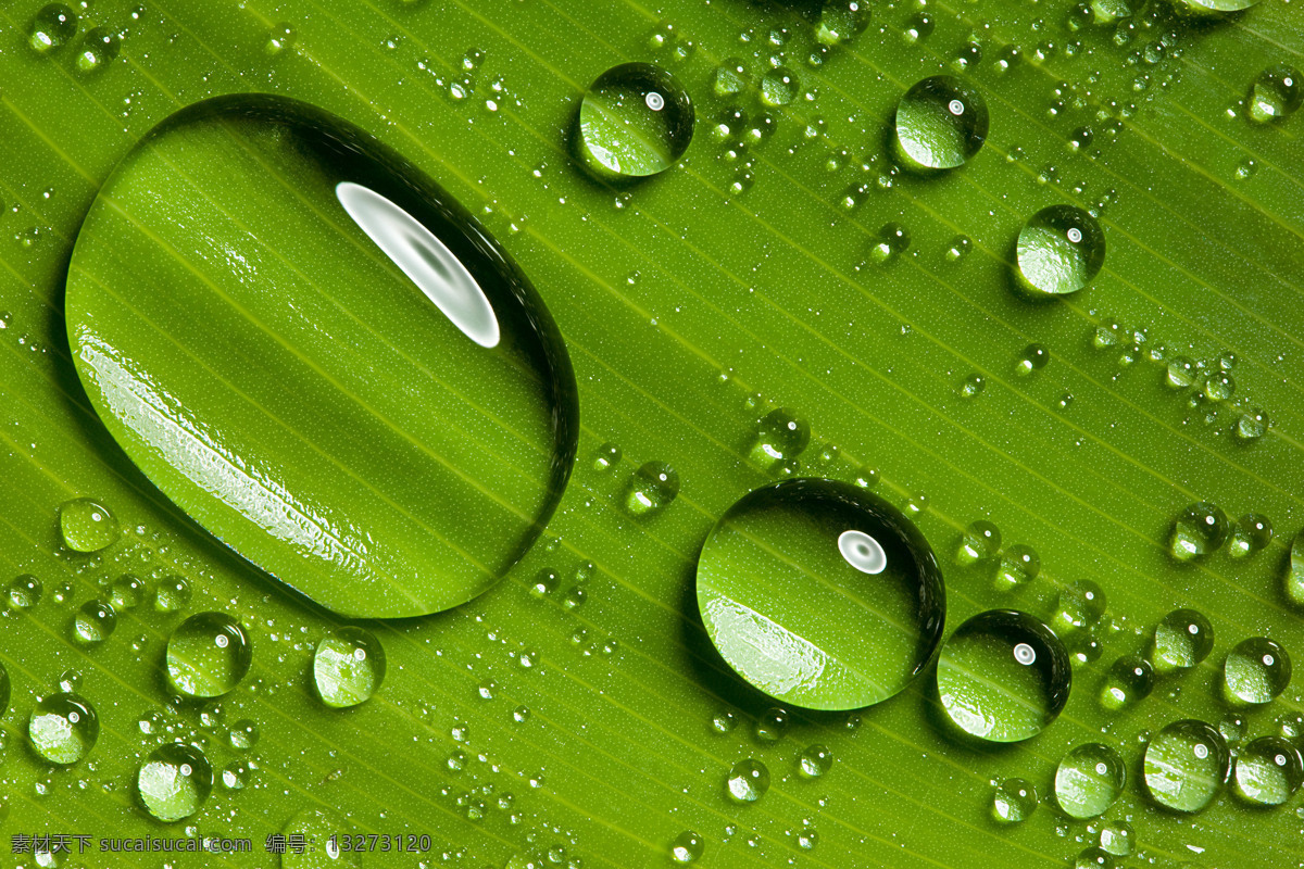 水珠 草 水滴 绿色 清晰 花草 生物世界