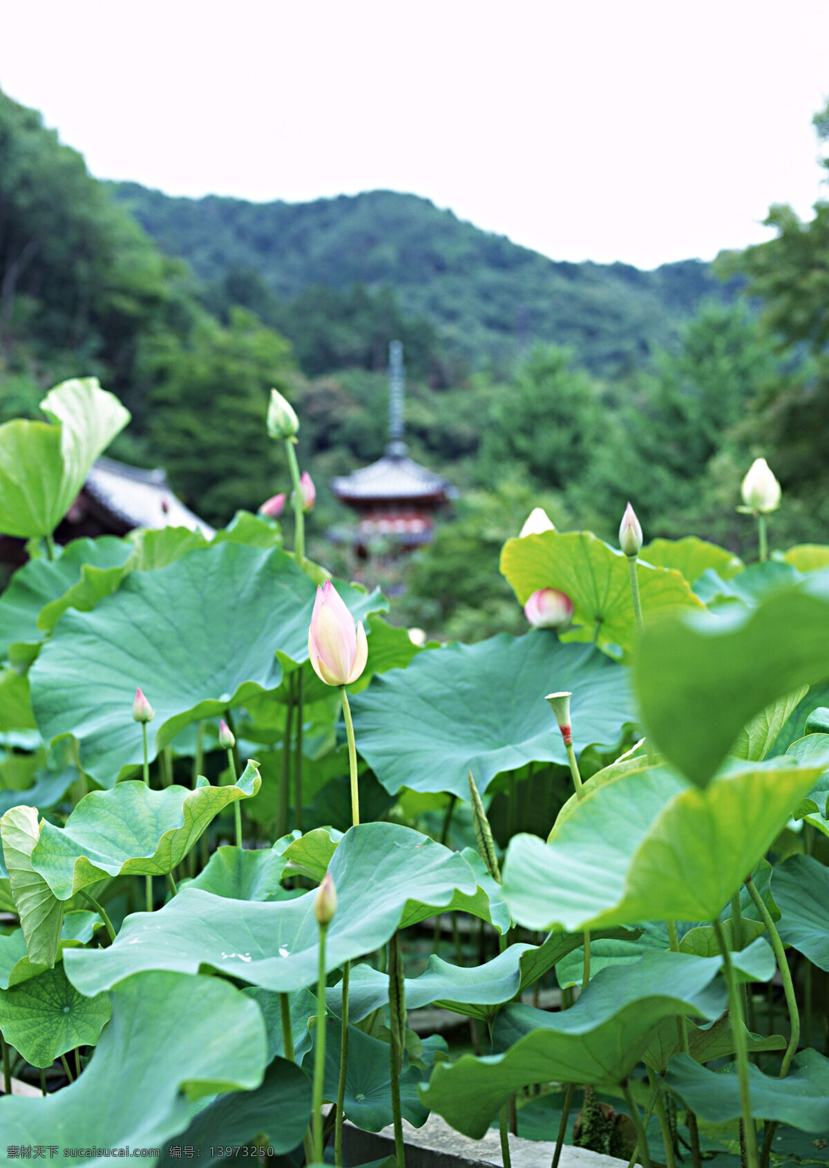 岛国 节日 岛国节日 风景 荷花 荷叶 山峰 树木 亭子 节日素材 其他节日