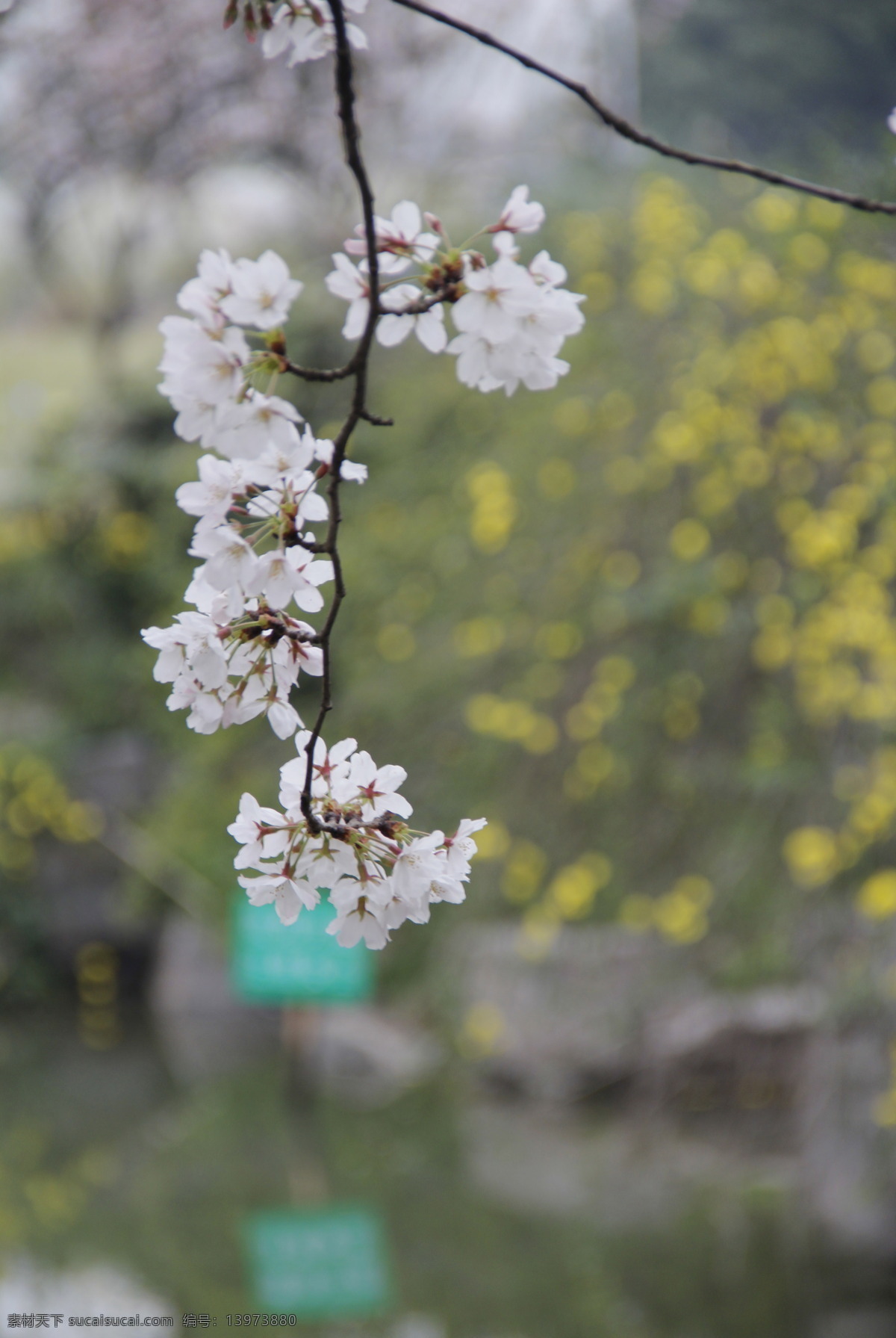 樱花 春 春天 花草 花儿 生物世界 漂亮的花儿 psd源文件