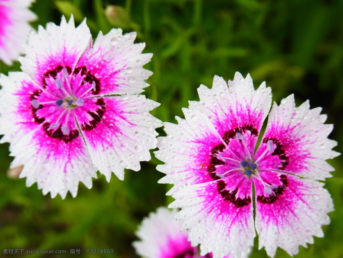 红 花 花草 森林公园 生物世界 水滴 特写 石竹 石竹花 紫红 植物 白边 雨后石竹花 dinohsiang psd源文件