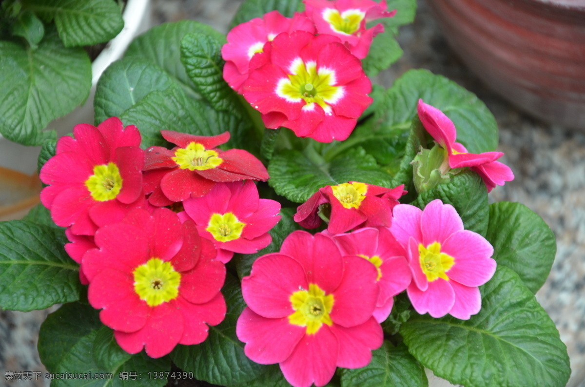 报春花 花卉 年景花 樱草 四季报春 伞形花序 早春开花 花色多 一株 红色 数朵 花卉系列 花草 生物世界