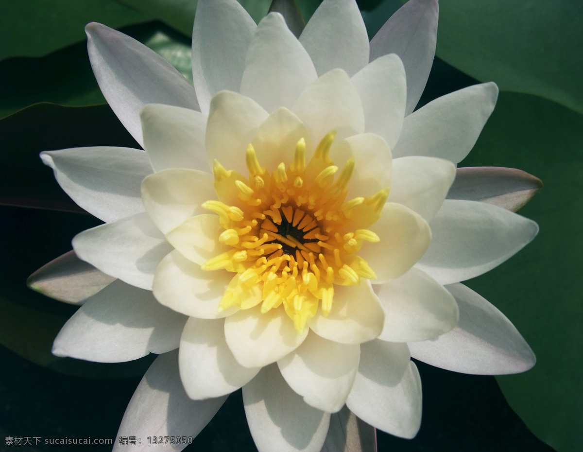 莲花 睡莲 荷花 白莲 白莲花 荷叶 夏天 夏季 花草 生物世界