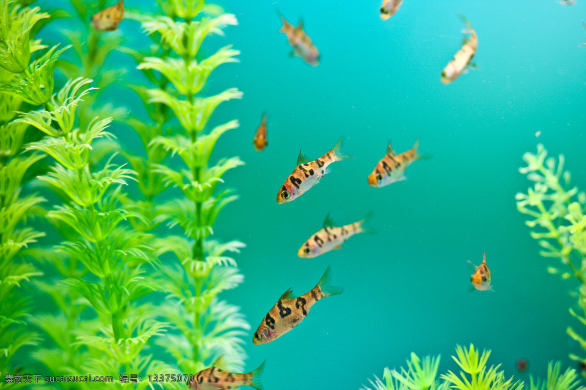 海洋生物 海底世界 海洋 礁石 生物世界 鱼 鱼类 珊蝴礁石 珊蝴 海底景色