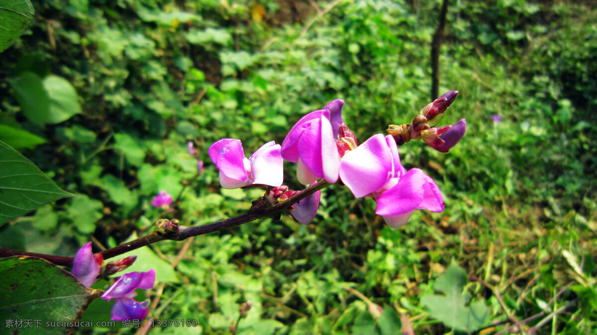 扁豆 花 花蕾 绿叶 生物世界 蔬菜 紫色花 扁豆花 风景 生活 旅游餐饮