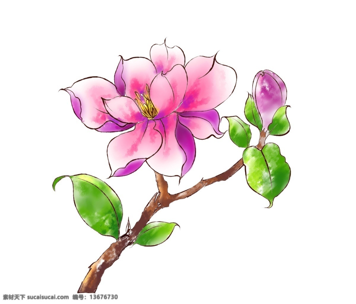 卡通 粉色 木 荷花 插画 盛开的荷花 水彩荷花 木荷花 粉色花朵 花瓣 中国风 水墨风 夏季 卡通荷花 枝头木荷