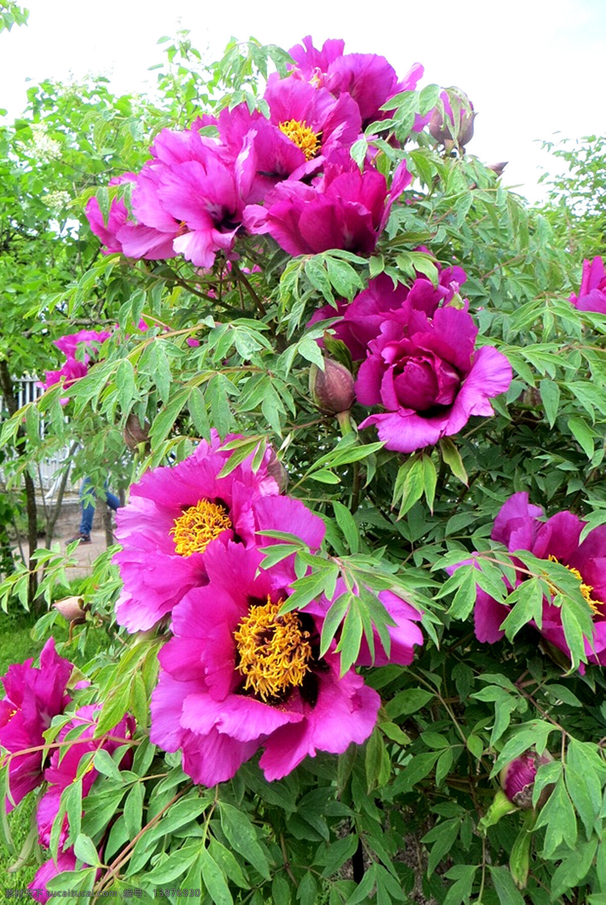 牡丹花 生物世界 花草 花卉 红牡丹 花仙