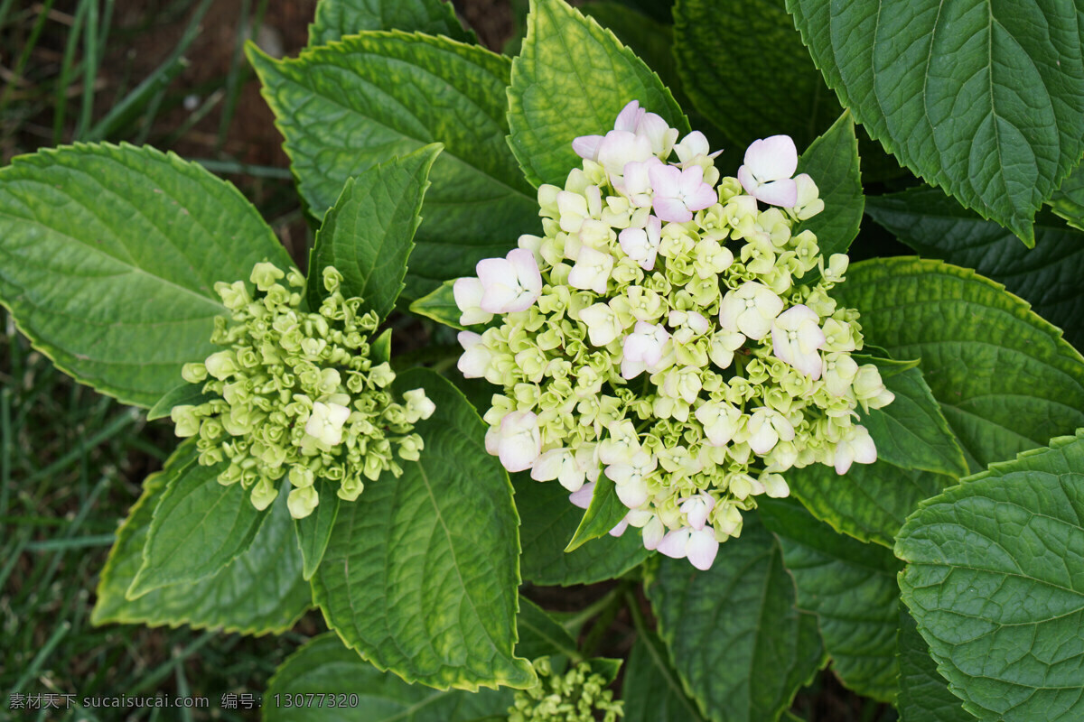 绣球花 植物 花瓣 八仙花 花卉 绣球 虎耳草科 伞房花序 顶生 球状 粉红 一枝 花卉系列 水红花 淡黄色 花心 绿叶 花 花园 生物世界 花草