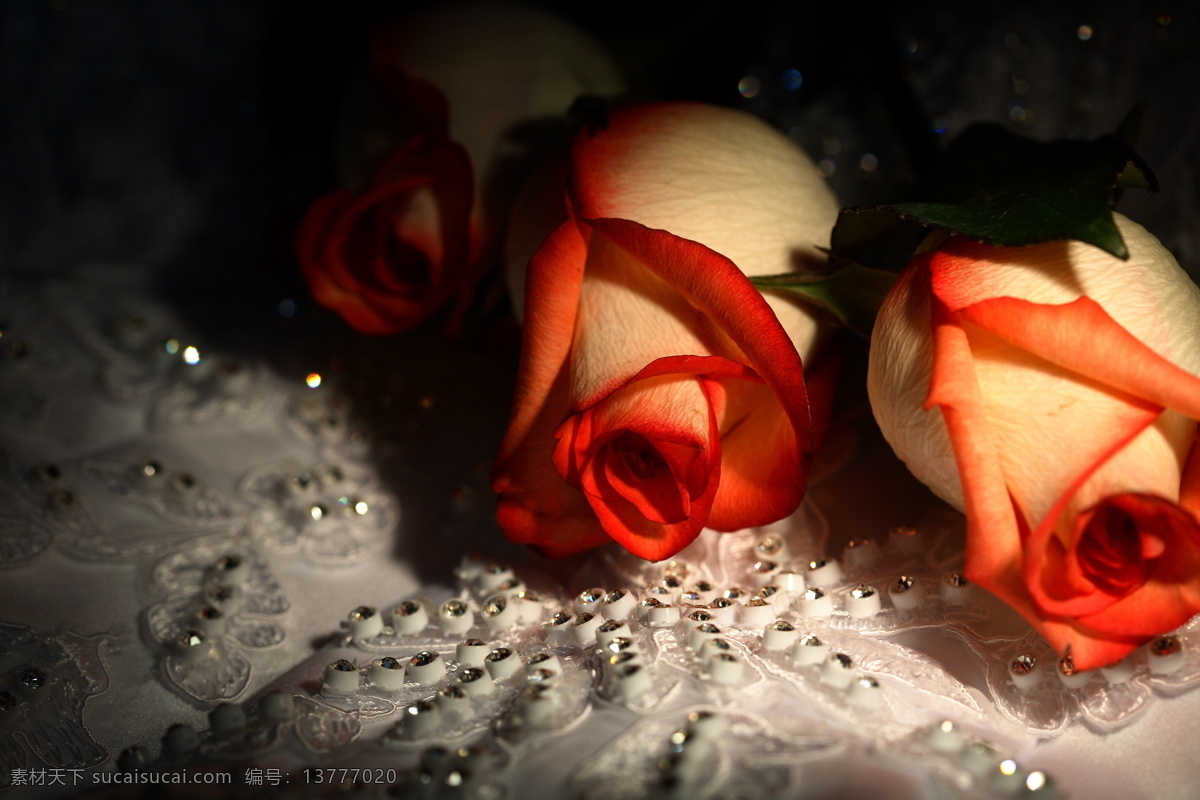 粉红玫瑰 红花 红玫瑰 花苞 花草 花朵 花卉 花束 婚庆玫瑰 玫瑰 玫瑰花 花素材 婚庆用品 珍珠 丝绸 白丝绸 情人节 植物 生物世界 psd源文件 婚纱 儿童 写真 相册 模板
