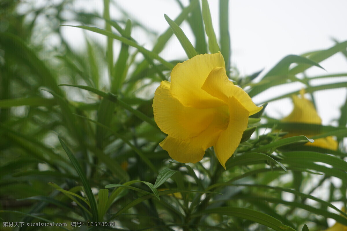 黄花夹竹桃 黄色花 夹竹桃 花卉 绿叶 植物 树木 花草树木 生物世界 花草