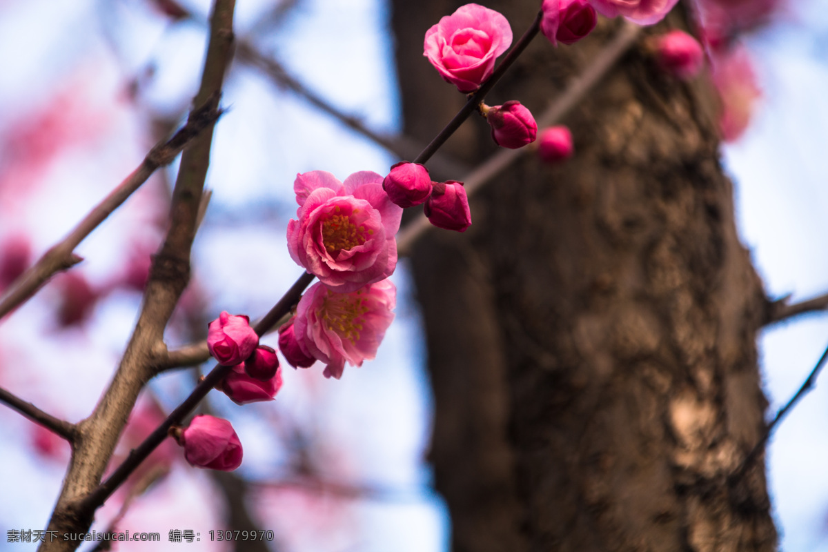 春季 天空 梅花 花朵 背景 唯美 粉色 梅花海报背景 花 树枝 粉色梅花 梅枝条