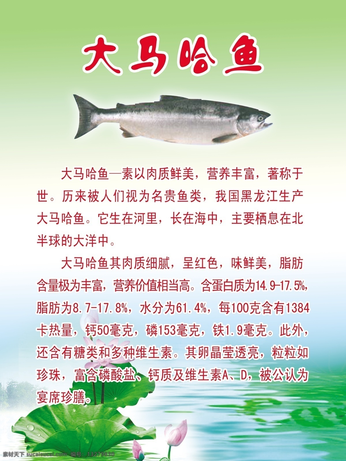 大马哈鱼介绍 大马哈鱼 介绍 鱼类写真 荷花背景 鱼类海报 广告设计模板 源文件