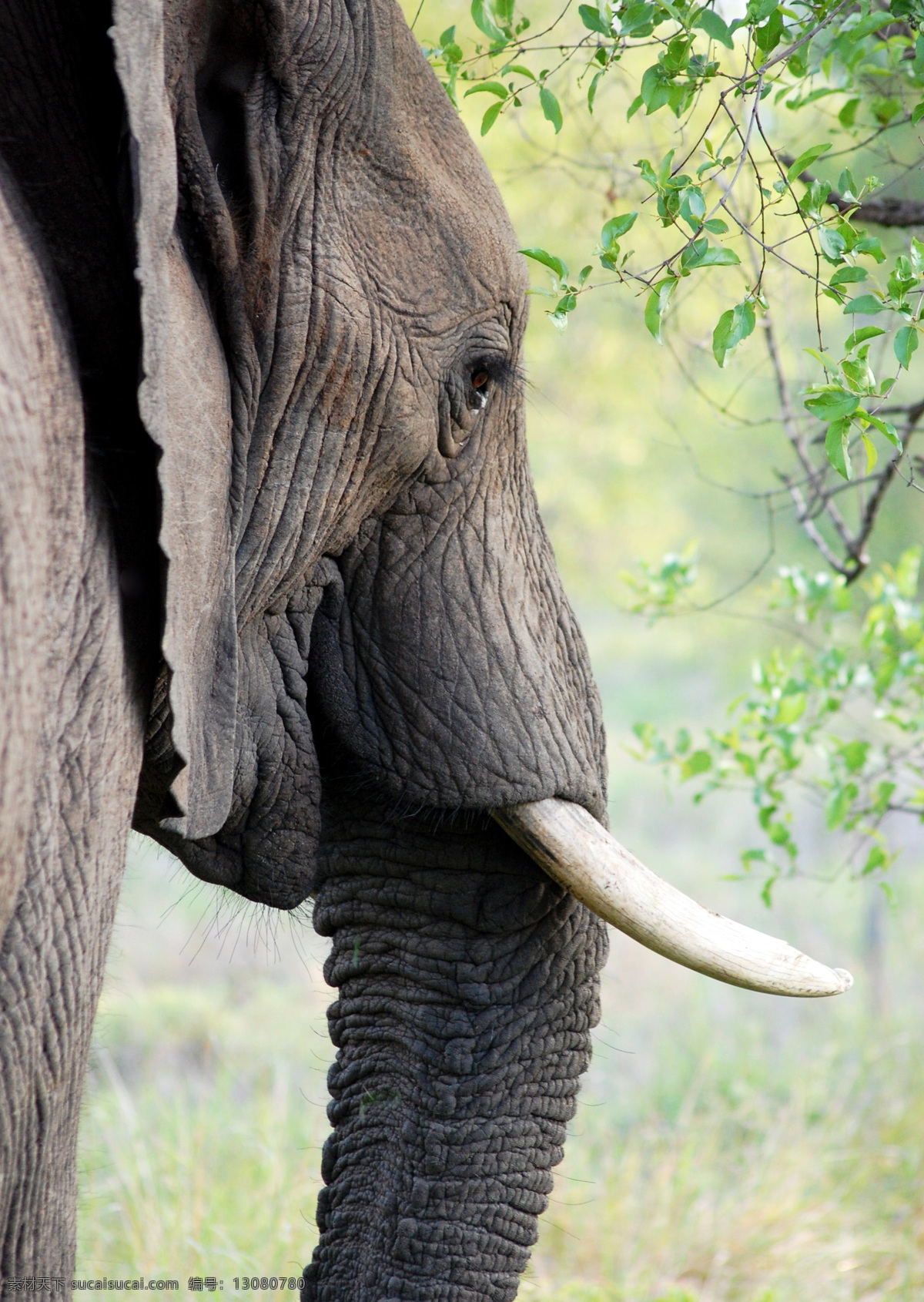 大象 象 非洲象 亚洲象 象牙 森林象