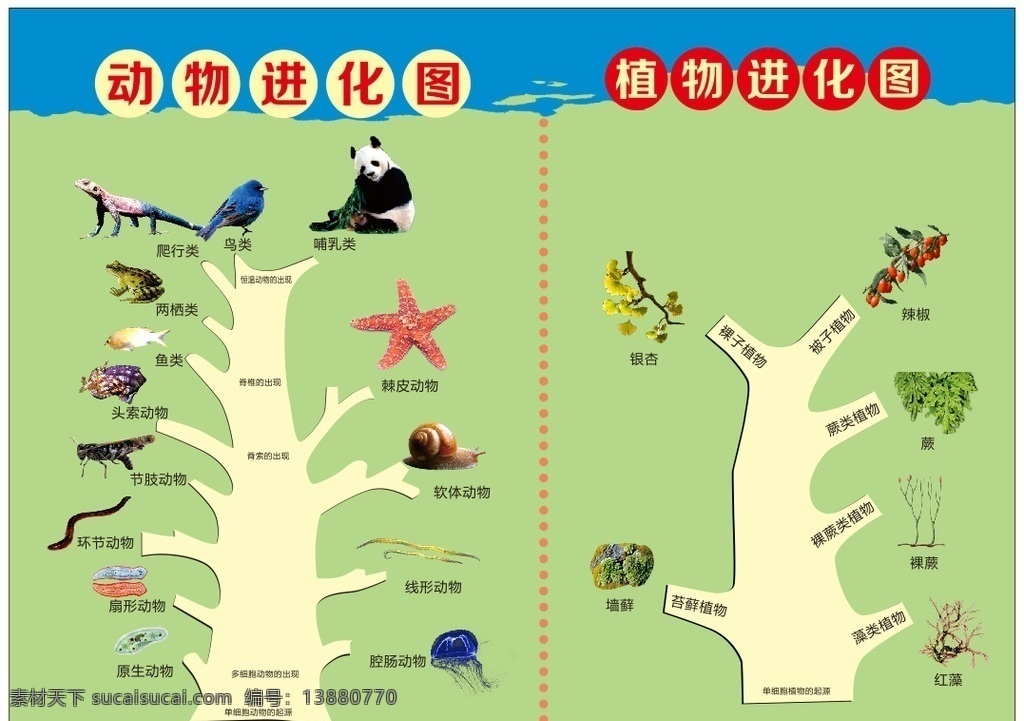 动植物进化图 生物进化图 动物进化系统 植物进化系统 动物 植物 生物 单细胞 多细胞 广告