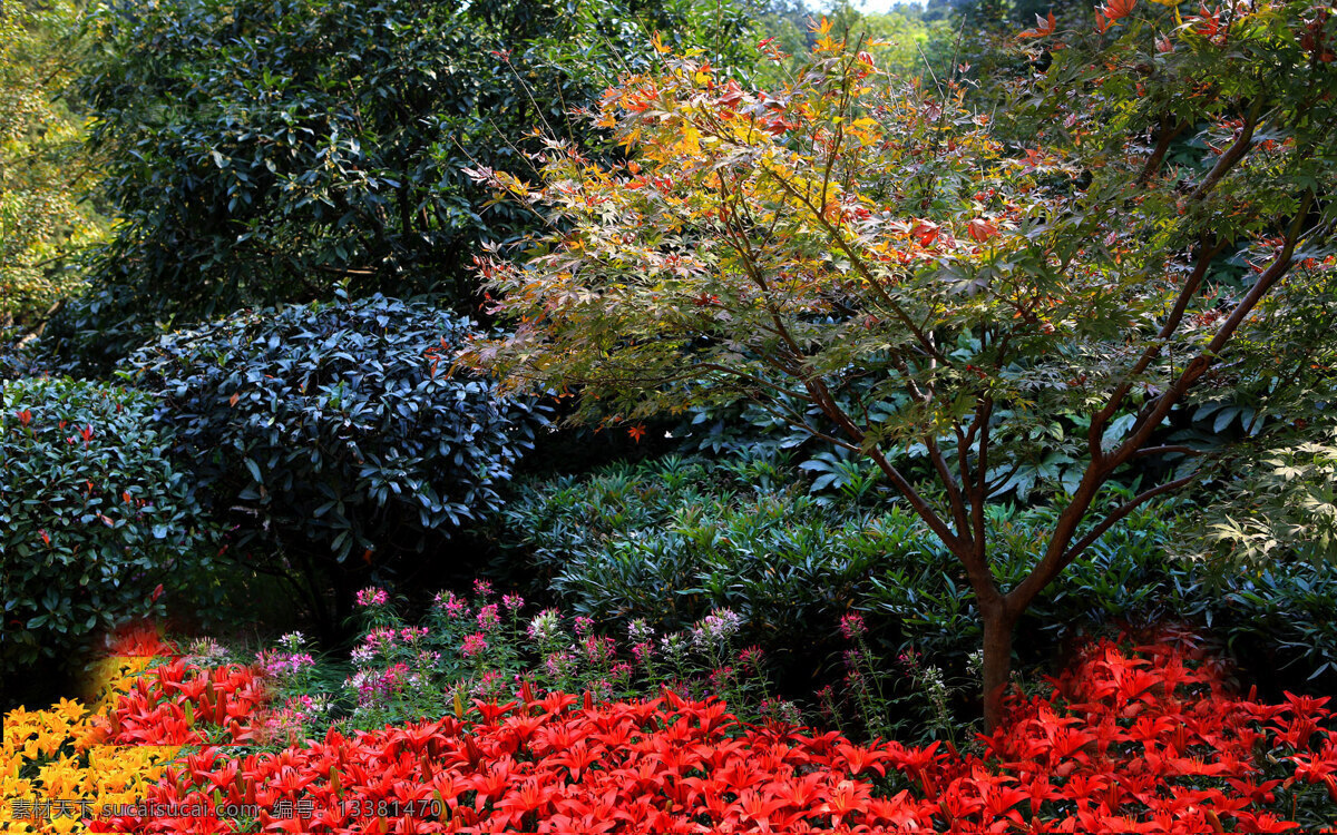 2012 杭州 慧 高丽 寺 百合 花展
