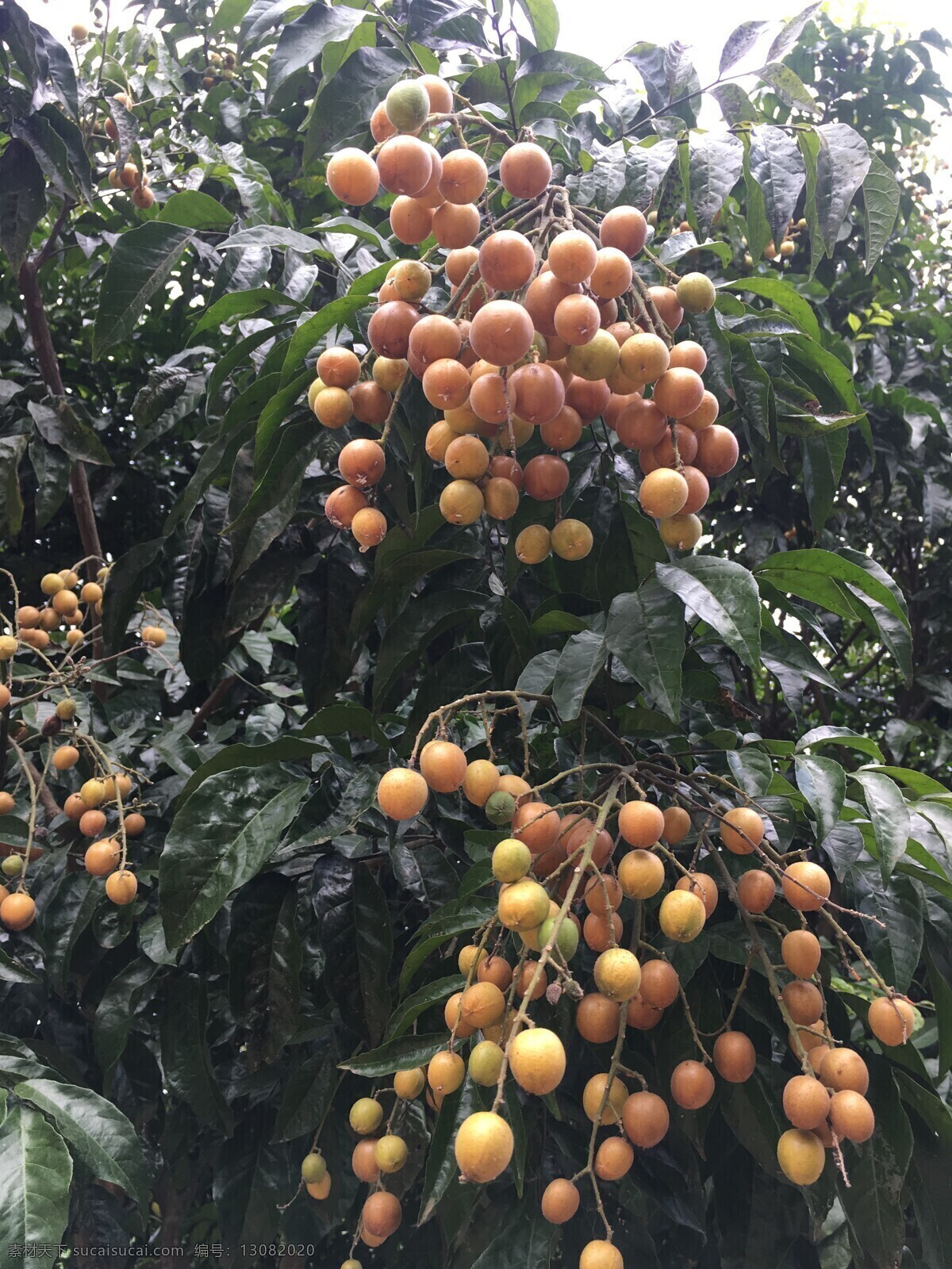 黄皮果 水果 农村 金黄 夏至 生物世界