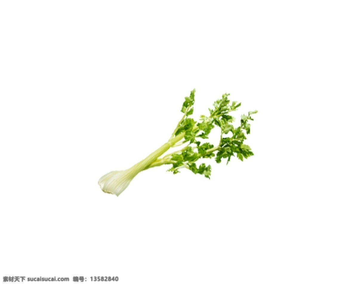 新鲜 绿色 香菜 植物 蔬菜 果实 营养